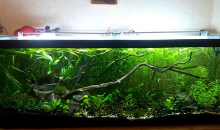 aquarium Bac Australo-Asiatique