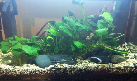 aquarium Bac 20L Gardneri