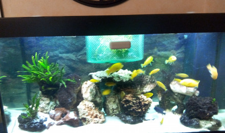 aquarium Bac 360L Malawi