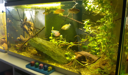aquarium Aquarium gourami