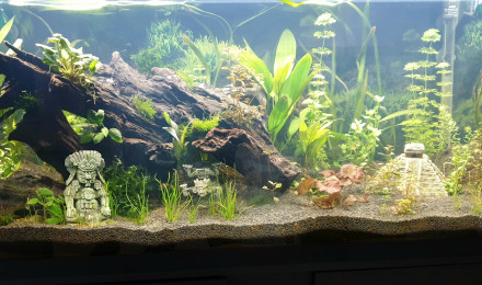 aquarium Aquarium 240L