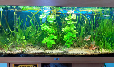aquarium Bac communautaire