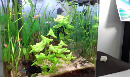 aquarium Guppy Endler