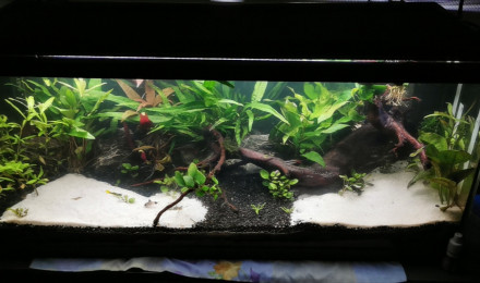 aquarium 80l