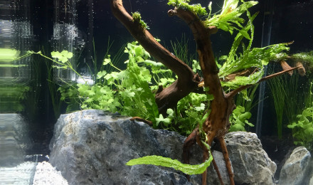aquarium Bureau