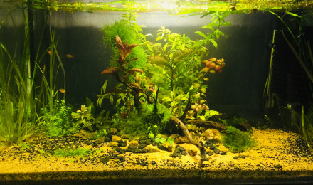 aquarium Nouveau 4