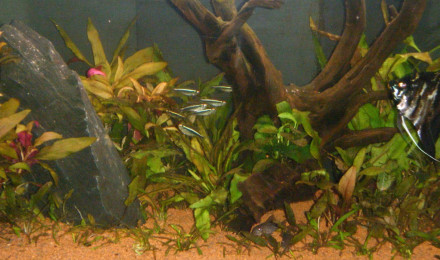 aquarium Amazone