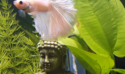 aquarium Aqua betta blanc