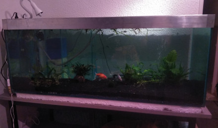 aquarium Aqua1