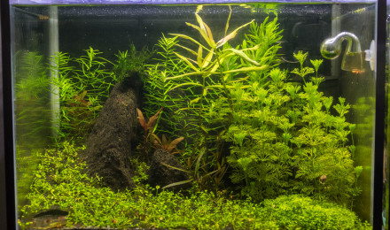 aquarium Neocaridina rili red