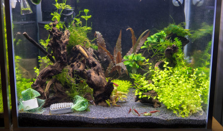 aquarium Neocaridina bloody mary