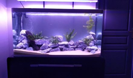 aquarium Osaka 320