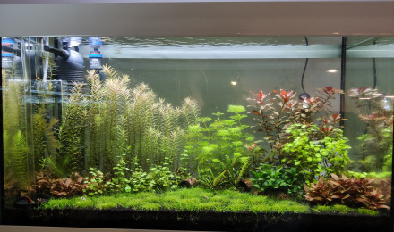 aquarium Crevettes 126L