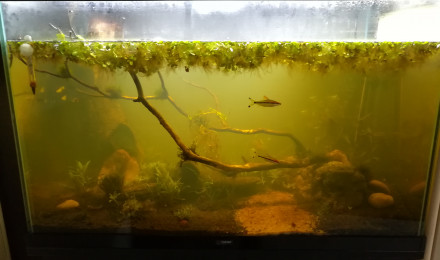 aquarium Aquarium naturel planté 140L low tech