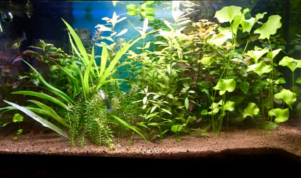 aquarium 54 LITRES DE LA MAISON