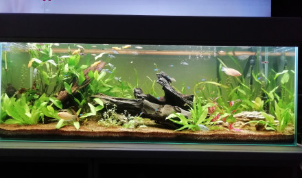 aquarium Bac communautaire 450l
