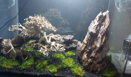 aquarium Mon premier aquarium