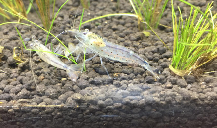 aquarium Nano asiatique 35 litres