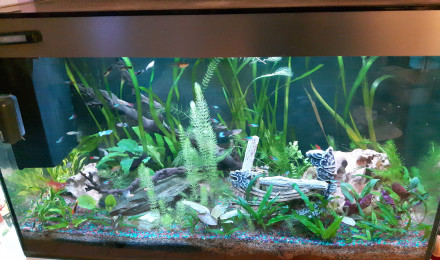 aquarium AquaCiano200