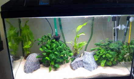 aquarium 85L Kuhlis