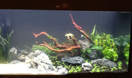 aquarium Salon amazonien