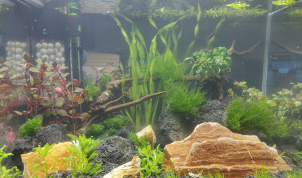 aquarium Annulatus
