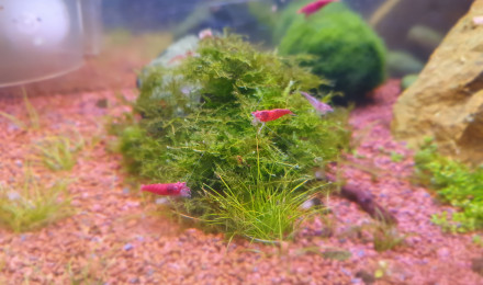 aquarium Aquapolis