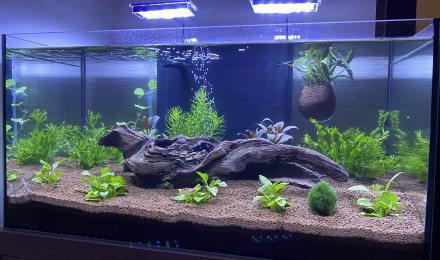 aquarium Aquarium Salon