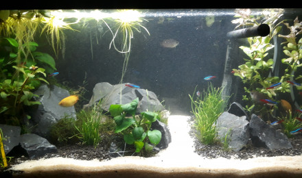 aquarium Gouramis Famili