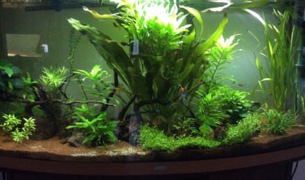 aquarium Amazonien
