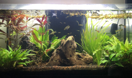 aquarium Bac Principal