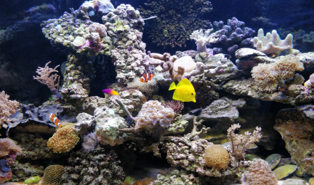 aquarium Récif-home