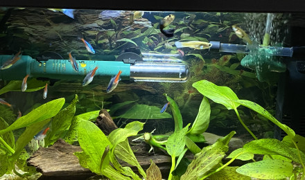 aquarium Guppy et neon