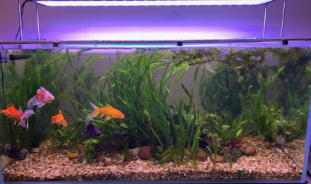 aquarium poissons japonais