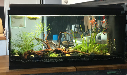 aquarium Asiatique