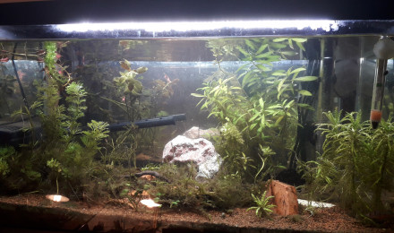 aquarium Asiatique