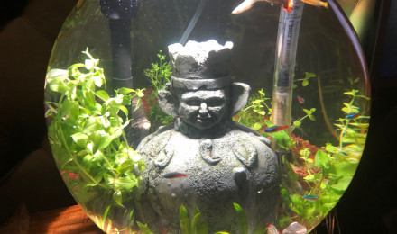 aquarium Salon