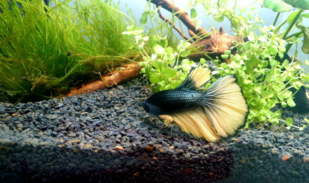 aquarium Georges- Betta splendens