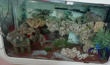 aquarium Aquarium