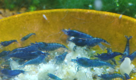 aquarium Bac Blue Saphir