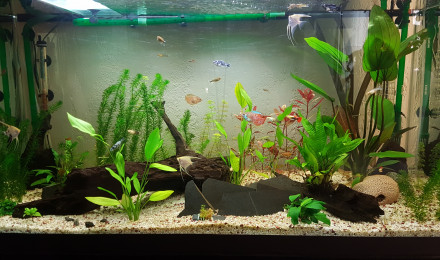 aquarium Bac 1