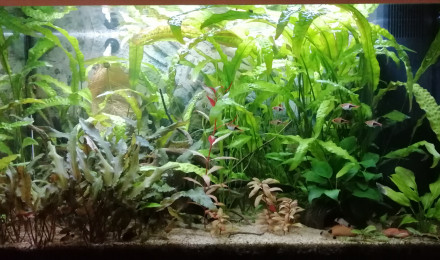 aquarium Juwel Rio 125