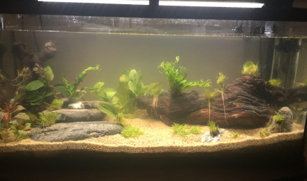 aquarium El primero