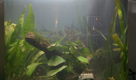 aquarium Tetra AquaArt 60 l