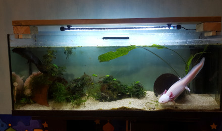aquarium Aquarium 3 axolotls