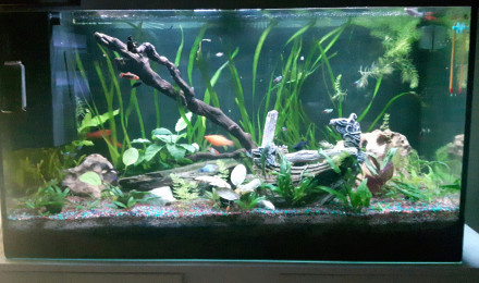 aquarium AquaCiano200
