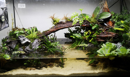 aquarium Paludarium 100 Litres