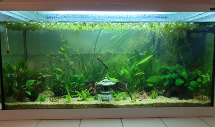 aquarium Aquarium 80L
