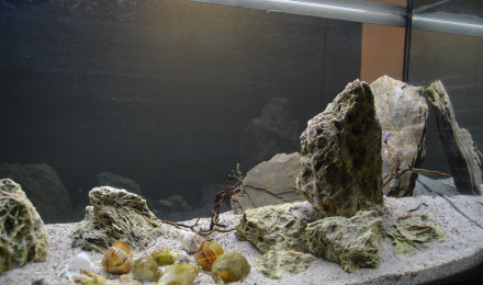 aquarium Tanganyika 126L