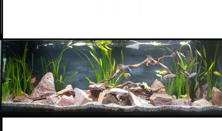 aquarium malawi